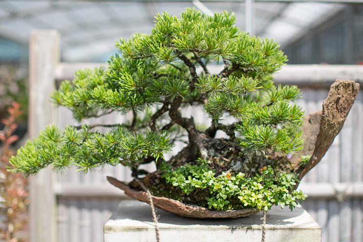 Satsuki Bonsai | 小林産業株式会社 さつき盆栽